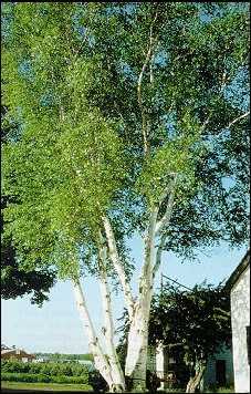 Birch-Treeaa