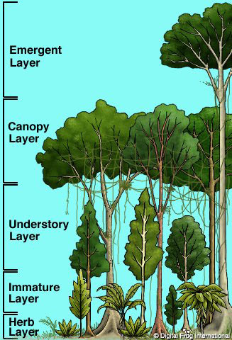 Tropical Rainforest Diagram-2