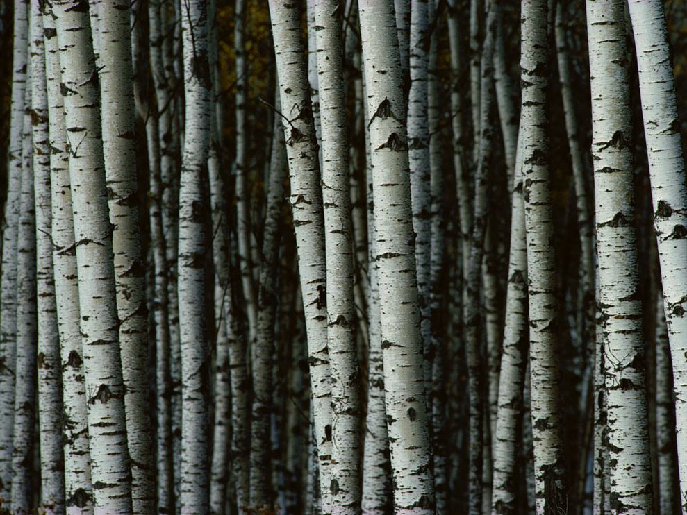 white-birch-trees_9392_990x742