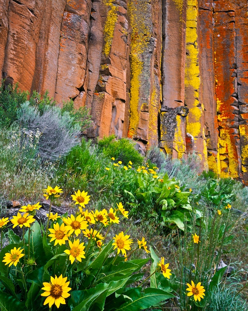 balsamroot